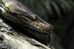 animals, Snake, Reptiles, Python