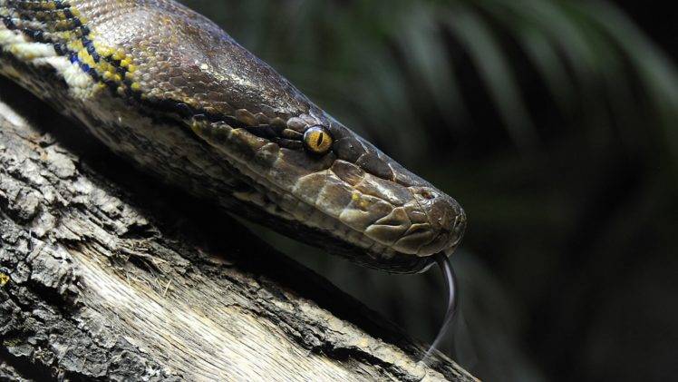 animals, Snake, Reptiles, Python HD Wallpaper Desktop Background