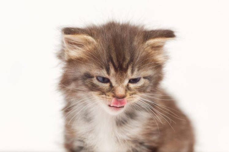 tongues, Cat, Kittens, Baby animals, Animals HD Wallpaper Desktop Background