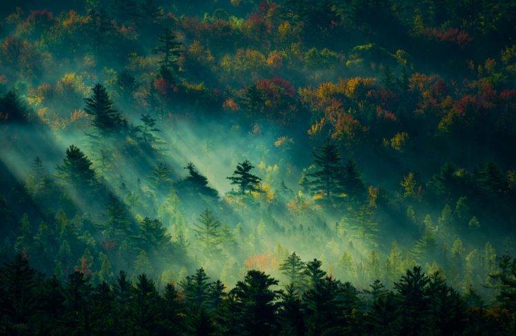 forest, Landscape, Mist, Nature HD Wallpaper Desktop Background