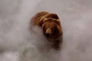 mist, Nature, Grizzly Bears