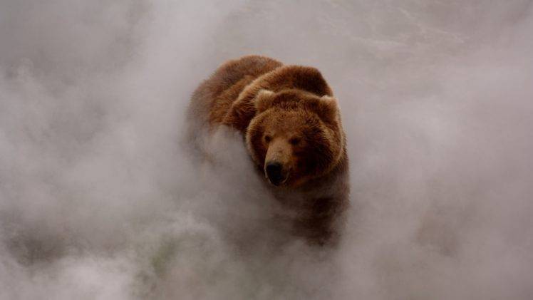 mist, Nature, Grizzly Bears HD Wallpaper Desktop Background