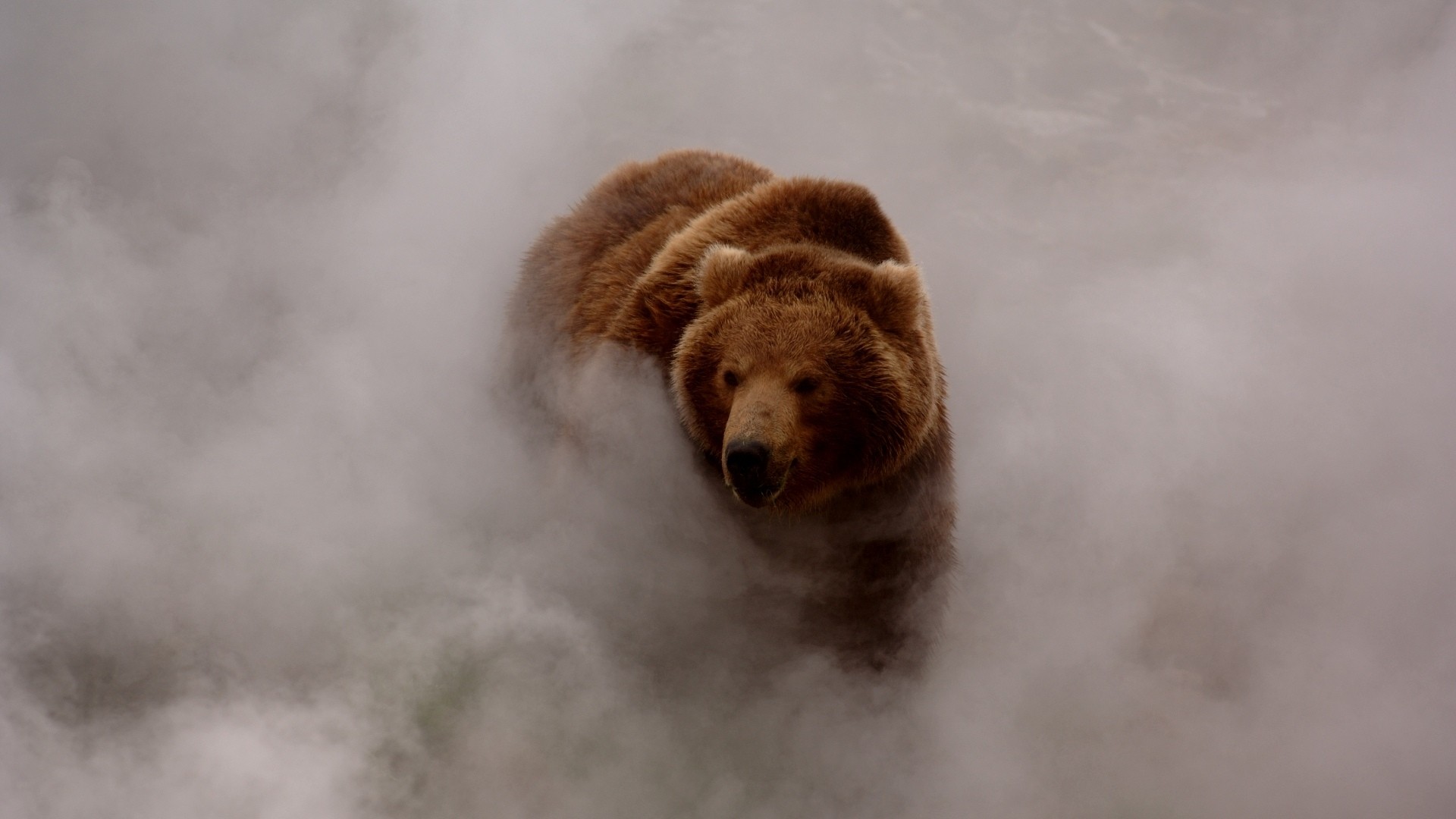 mist, Nature, Grizzly Bears Wallpaper