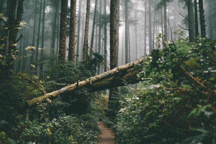 forest, Dead trees, Nature, Mist HD Wallpaper Desktop Background