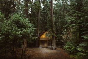 forest, Nature, Cabin