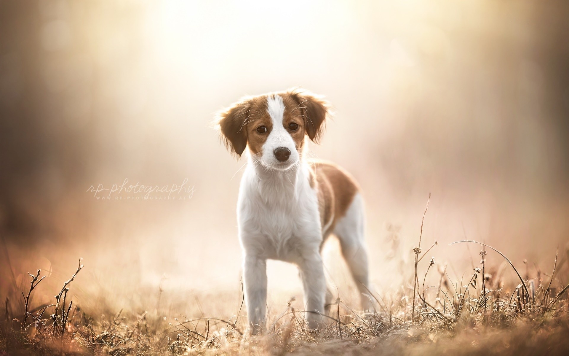dog, Animals Wallpaper