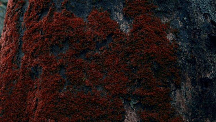 tree bark, Moss HD Wallpaper Desktop Background