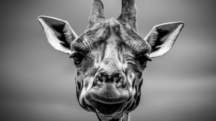 monochrome, Giraffes, Animals, Wildlife HD Wallpaper Desktop Background