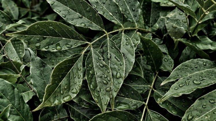 water, Water drops, Leaves, Plants HD Wallpaper Desktop Background