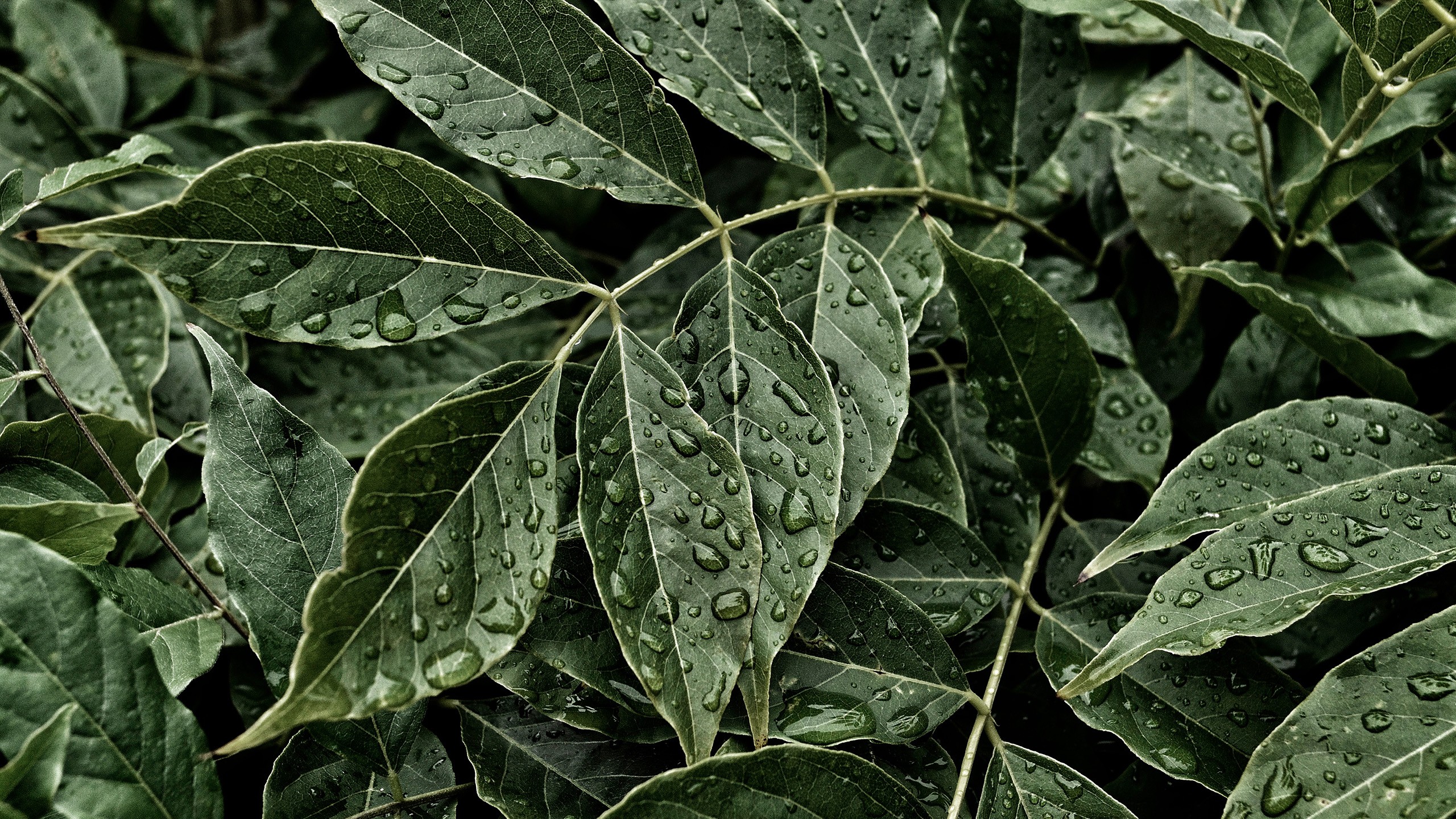 water, Water drops, Leaves, Plants Wallpaper