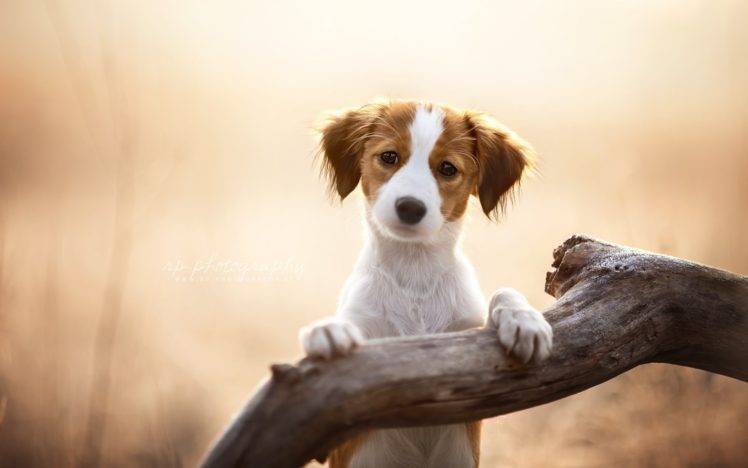 dog, Animals, Puppies HD Wallpaper Desktop Background