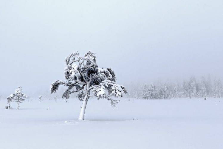 nature, Winter, Cold, Trees, Landscape HD Wallpaper Desktop Background