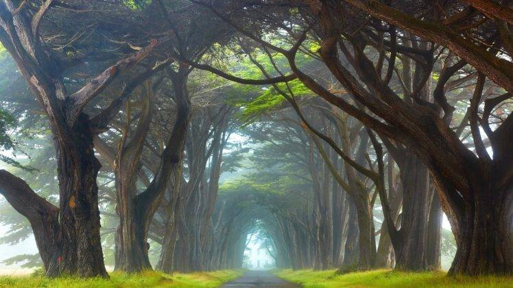 forest, Nature, Ireland HD Wallpaper Desktop Background