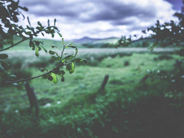 leaves, Blurred, Landscape HD Wallpaper Desktop Background