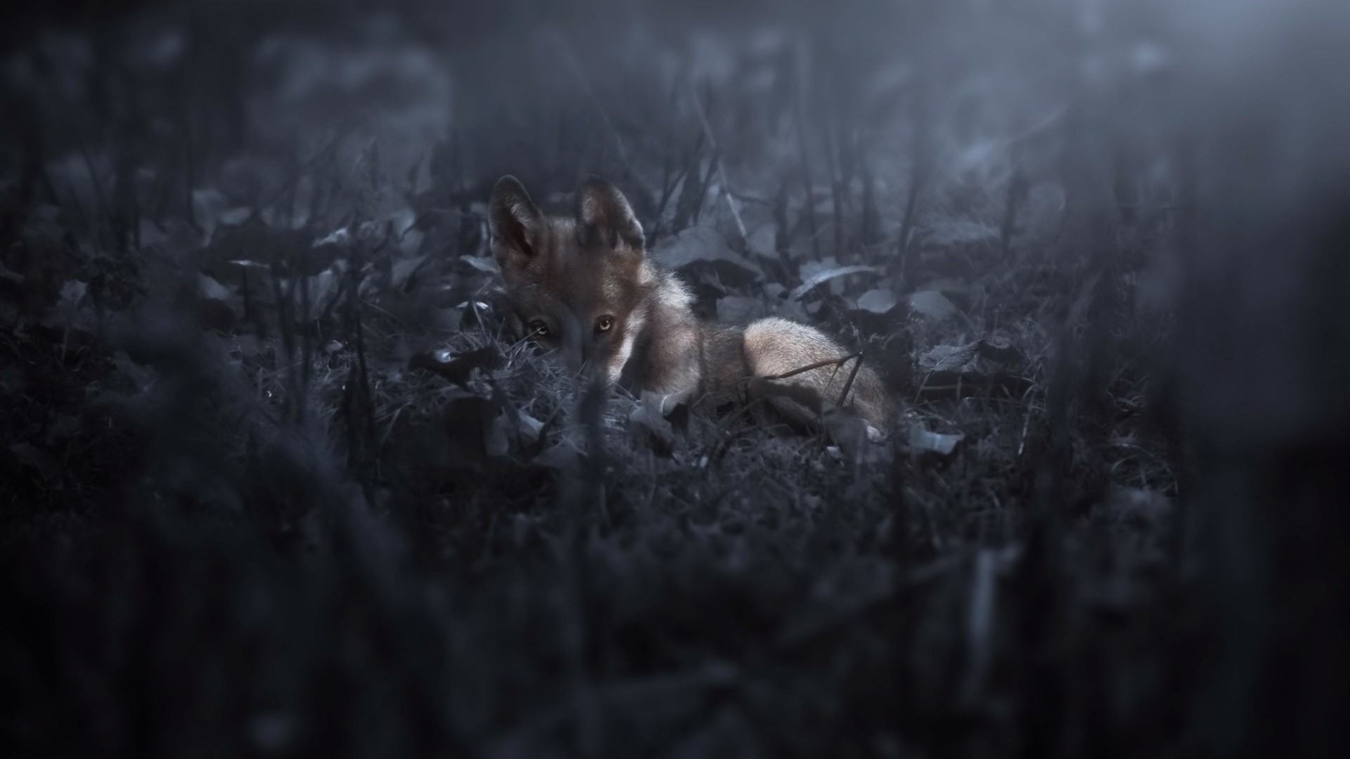 dark, Nature, Wolf, Animals Wallpapers HD / Desktop and Mobile Backgrounds