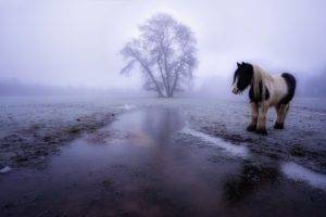 winter, Horse, Animals, Landscape