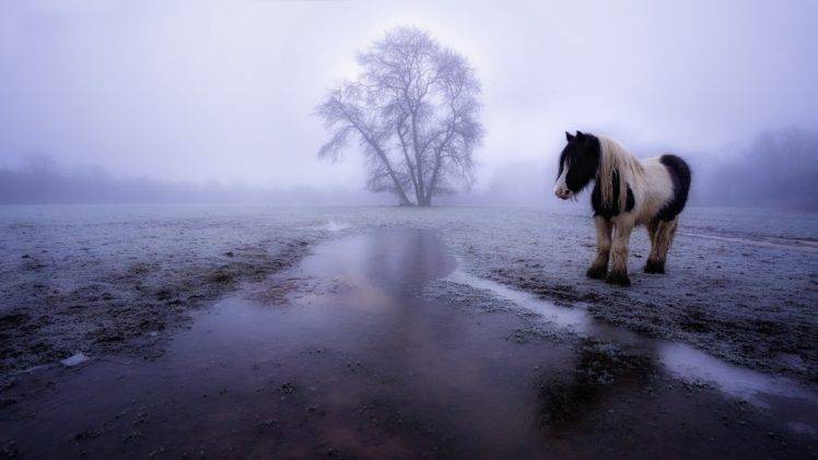 winter, Horse, Animals, Landscape HD Wallpaper Desktop Background
