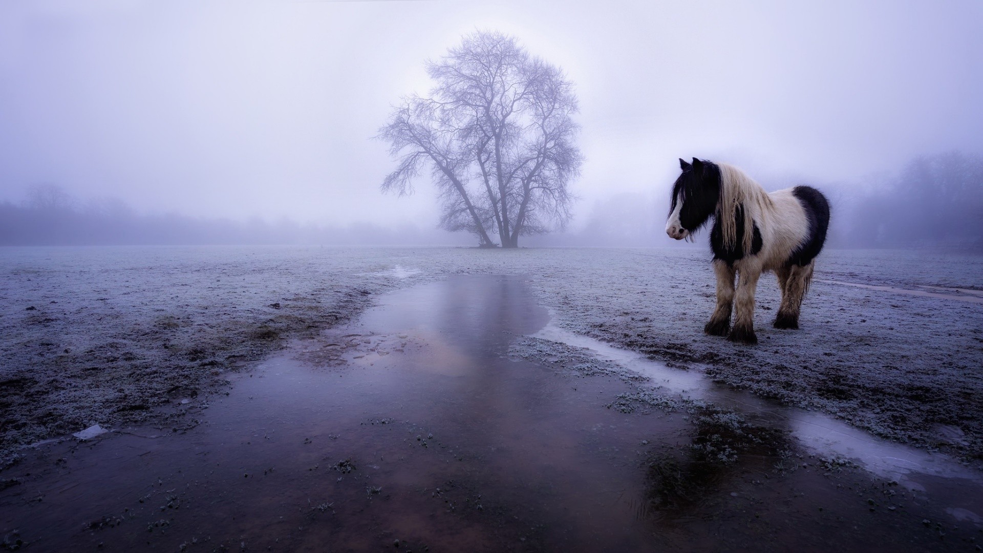winter, Horse, Animals, Landscape Wallpapers HD / Desktop and Mobile