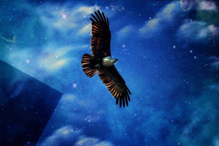 golden eagles, Spiral galaxy HD Wallpaper Desktop Background