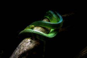 nature, Animals, Snake, Vipers, Branch, Black background, Green