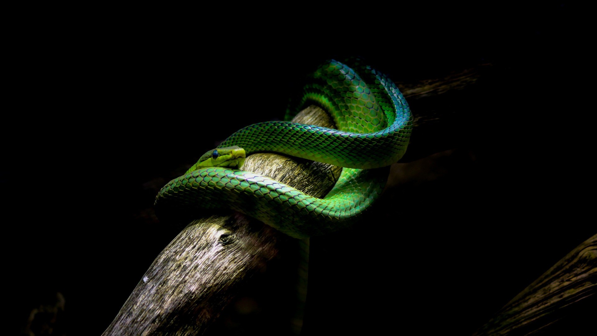 nature, Animals, Snake, Vipers, Branch, Black background, Green Wallpaper