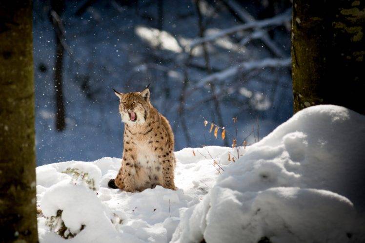 nature, Animals, Lynx, Winter, Snow, Trees, Branch, Forest HD Wallpaper Desktop Background