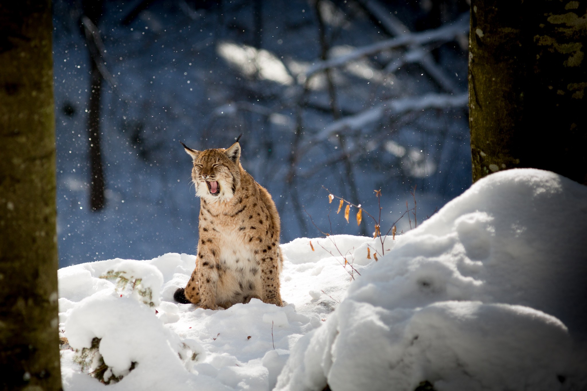 nature, Animals, Lynx, Winter, Snow, Trees, Branch, Forest Wallpaper