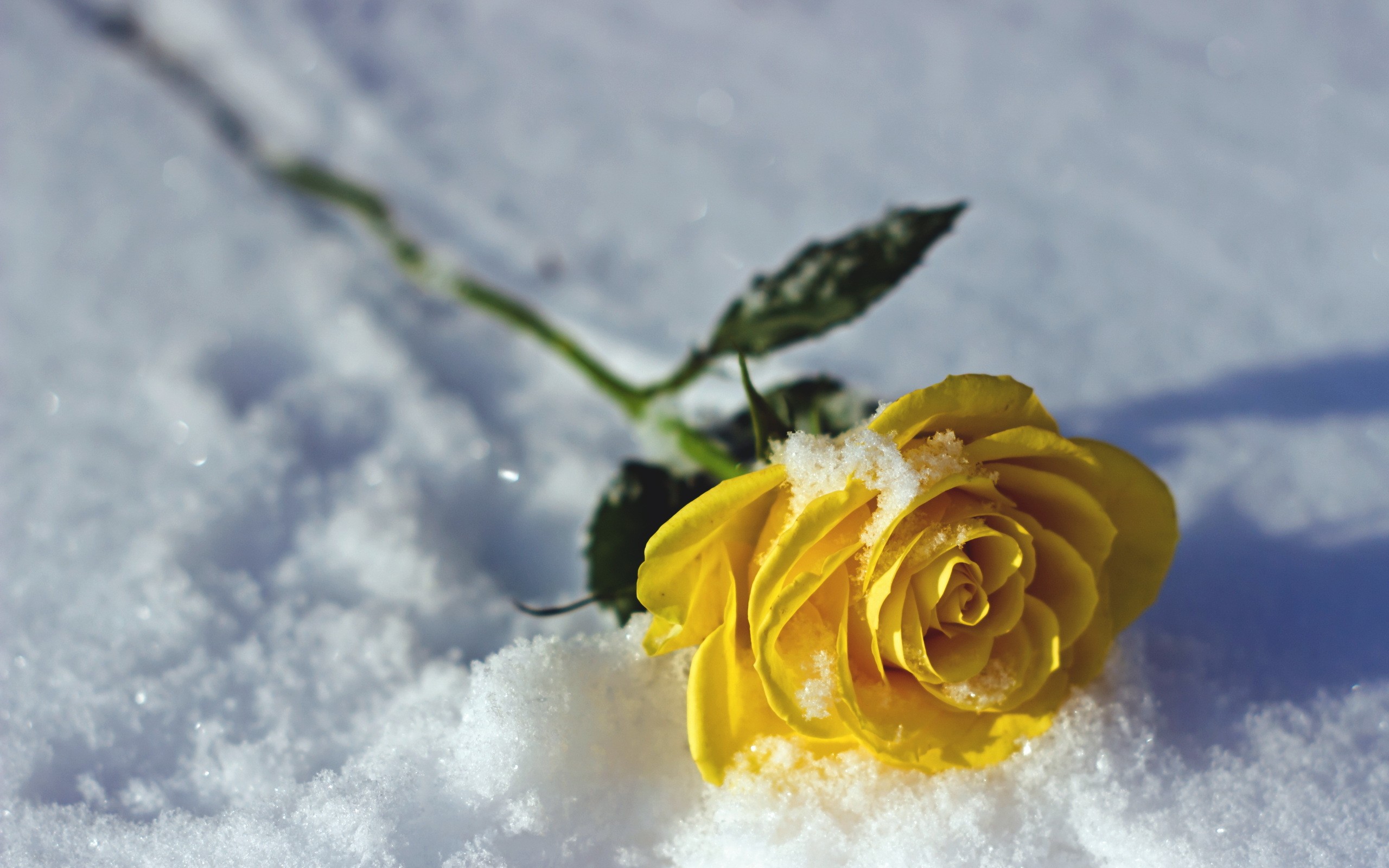 rose, Flowers, Snow Wallpaper