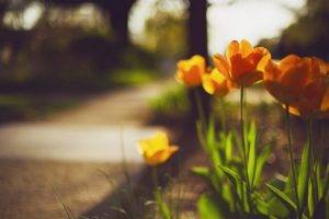 tulips, Flowers, Plants