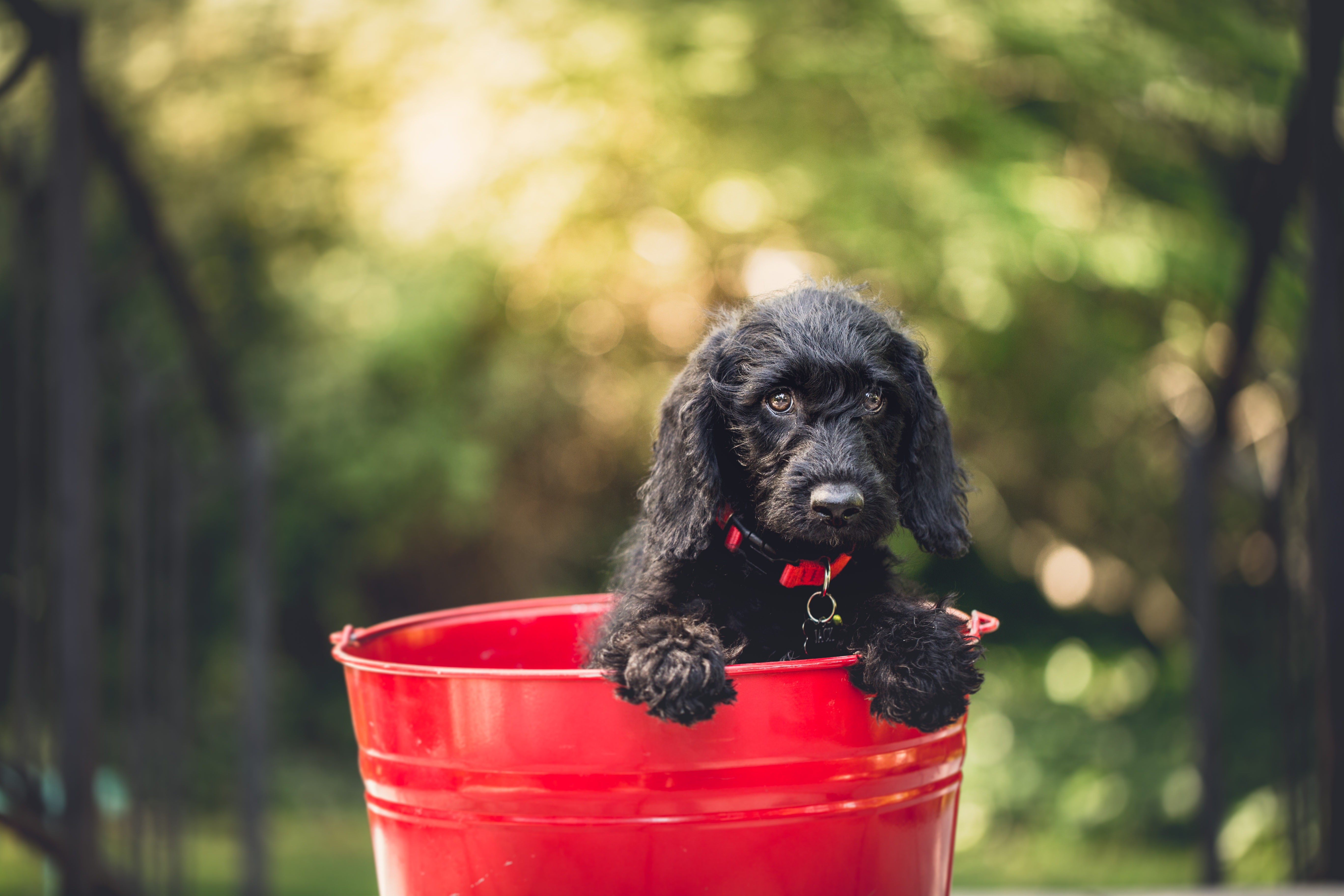 dog, Bucket, Depth of field Wallpaper