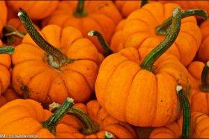 pumpkin, Fall, Halloween, October, Orange