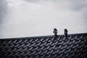 rooftops, Monochrome, Animals, Birds