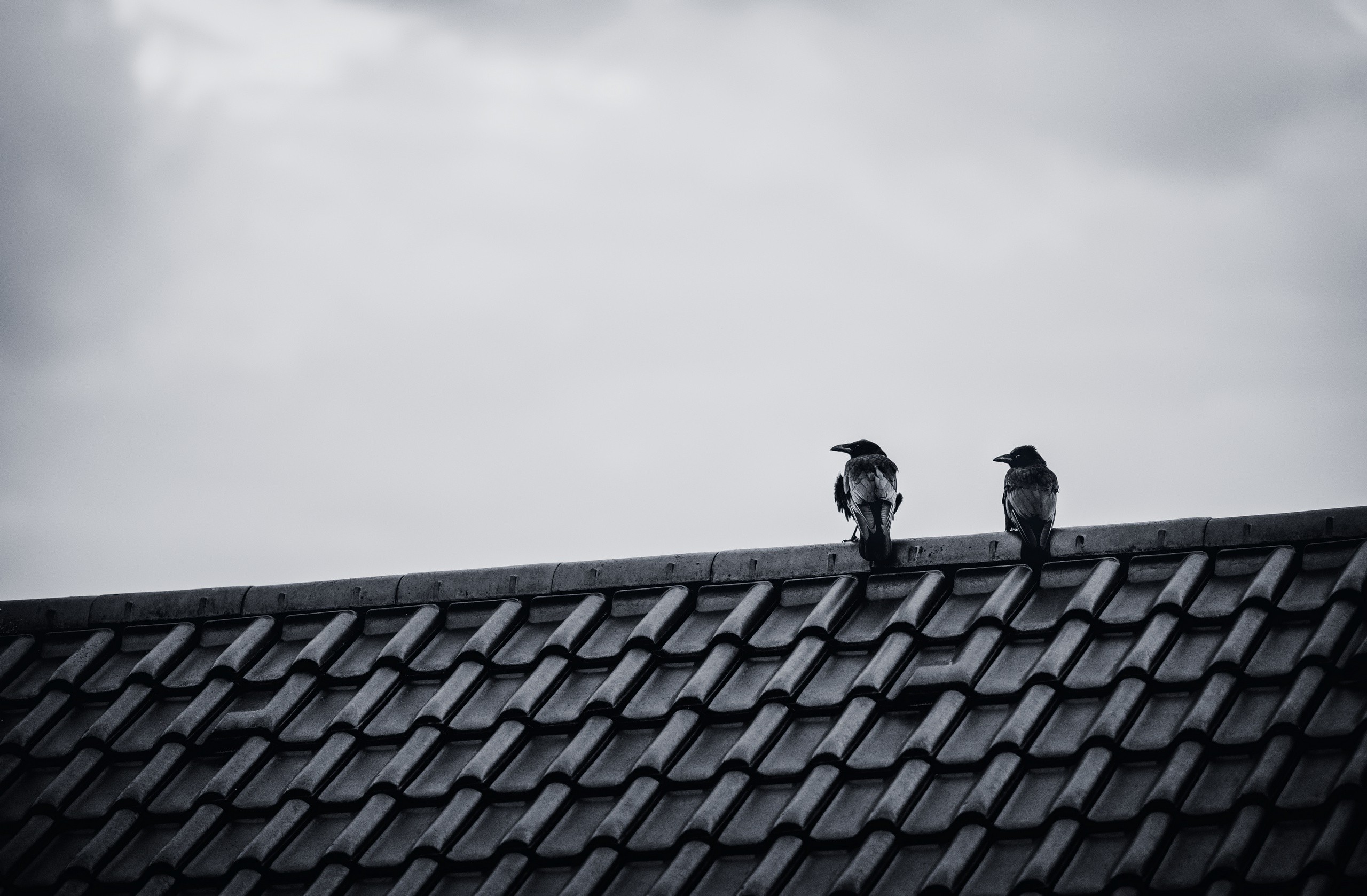 rooftops, Monochrome, Animals, Birds Wallpaper