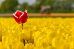 tulips, Flowers, Field, Plants, Yellow flowers, Red flowers