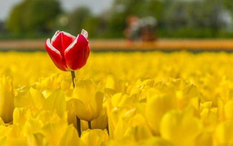 tulips, Flowers, Field, Plants, Yellow flowers, Red flowers HD Wallpaper Desktop Background