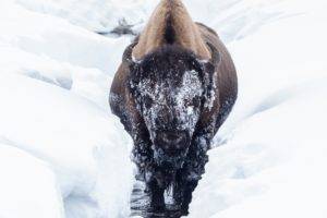 bison, Animals, Cold, Winter, Snow