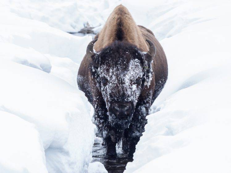 bison, Animals, Cold, Winter, Snow HD Wallpaper Desktop Background