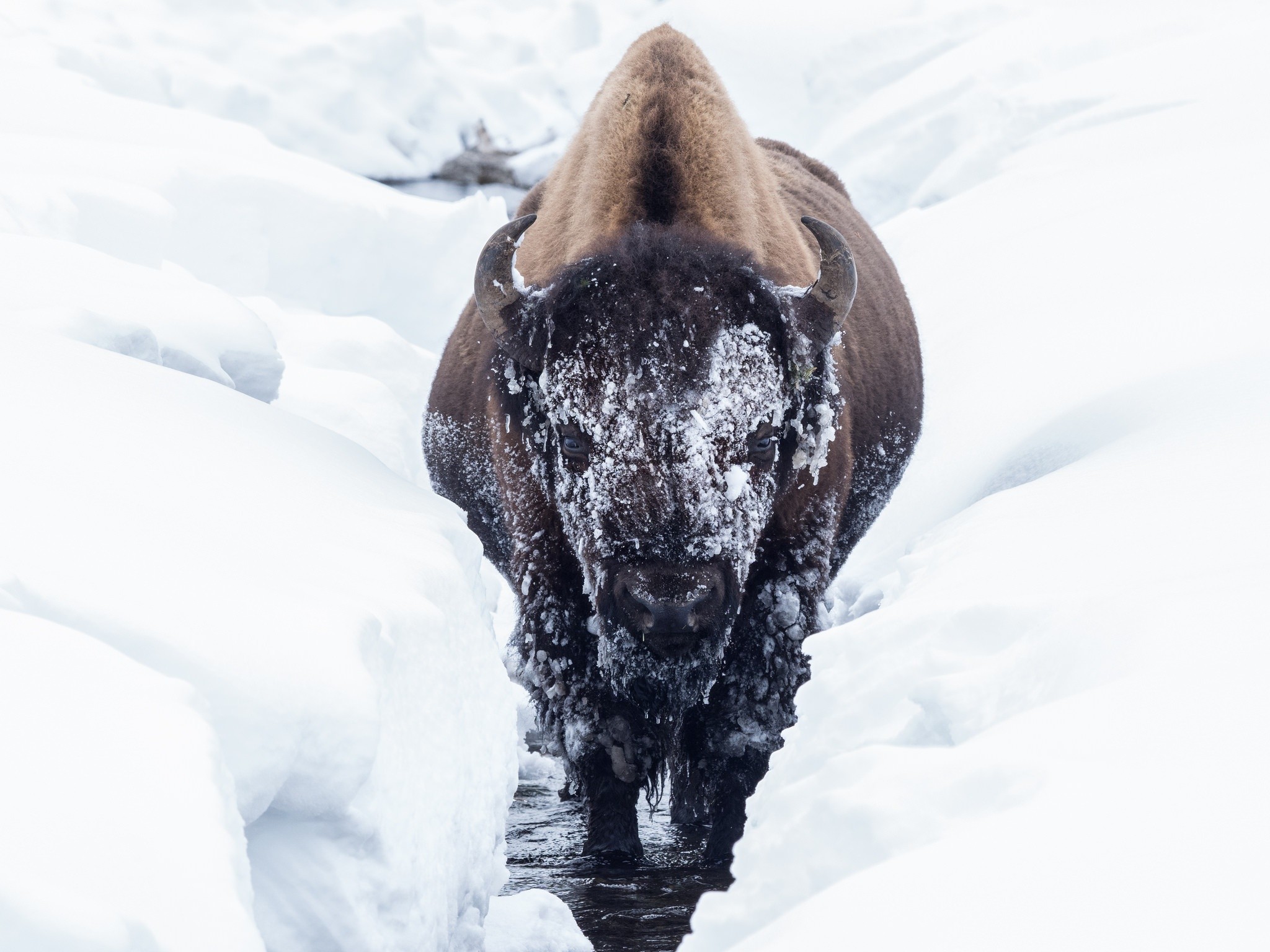 bison, Animals, Cold, Winter, Snow Wallpaper