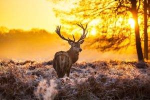 nature, Winter, Animals, Deer, Sunlight