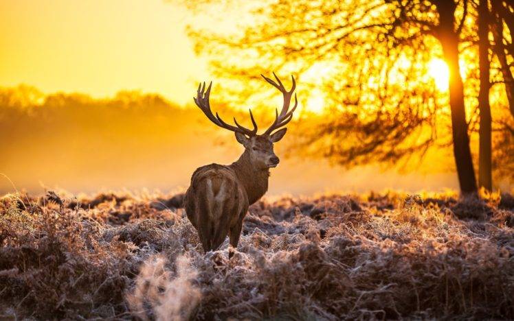nature, Winter, Animals, Deer, Sunlight HD Wallpaper Desktop Background