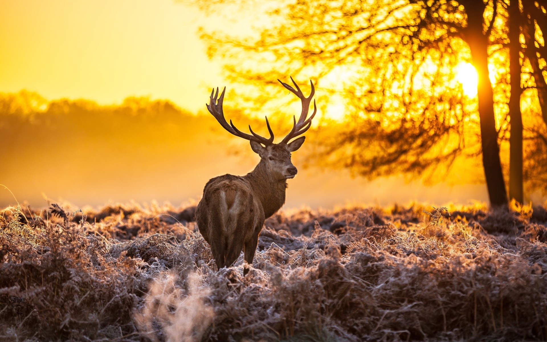 nature, Winter, Animals, Deer, Sunlight Wallpapers HD ...