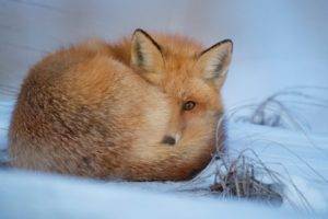 animals, Cold, Fox, Winter, Snow