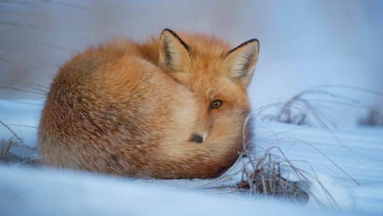 animals, Cold, Fox, Winter, Snow HD Wallpaper Desktop Background