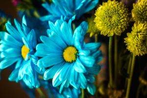 flowers, Plants, Blue flowers
