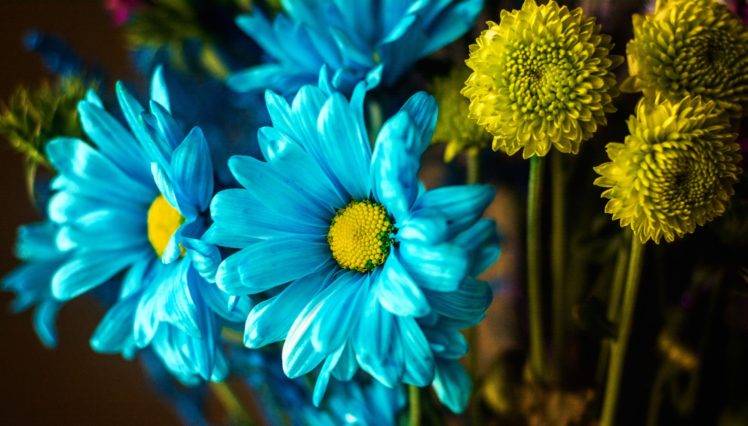 flowers, Plants, Blue flowers HD Wallpaper Desktop Background