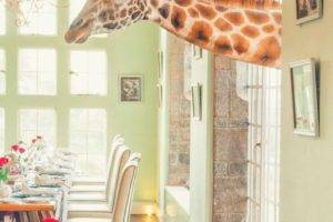 portrait display, Animals, Photography, Giraffes, House, Interior, Chair, Table, Window