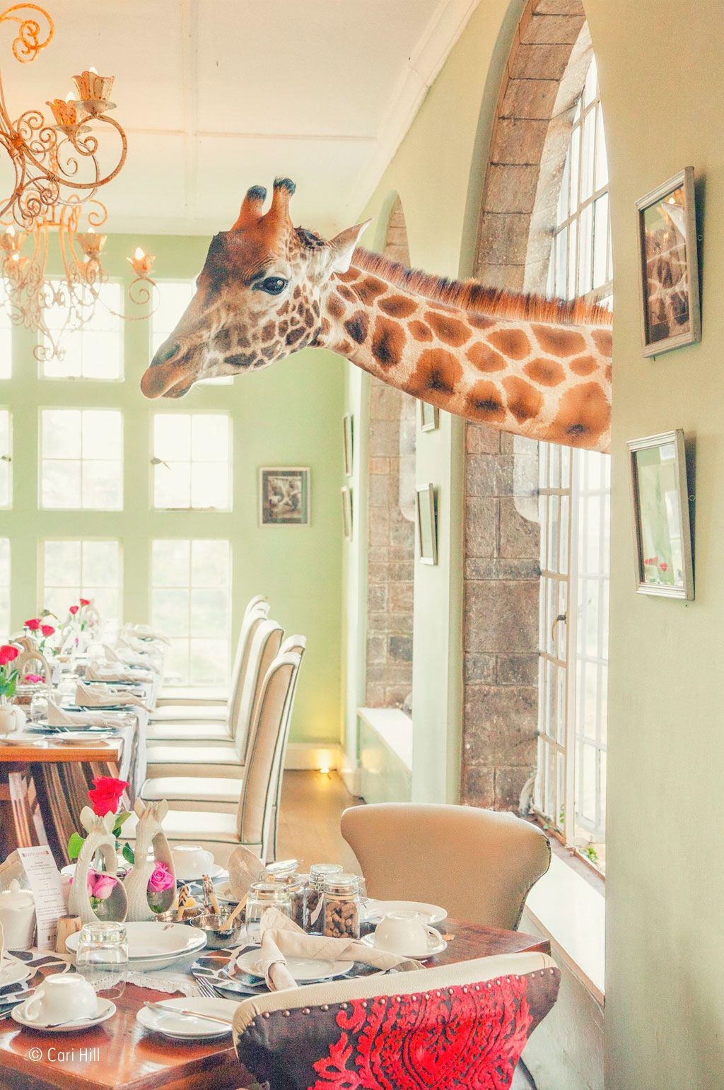 portrait display, Animals, Photography, Giraffes, House, Interior, Chair, Table, Window Wallpaper