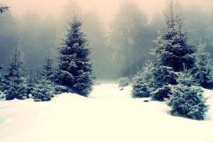 nature, Landscape, Winter, Snow, Trees, Pine trees, Forest, Mist