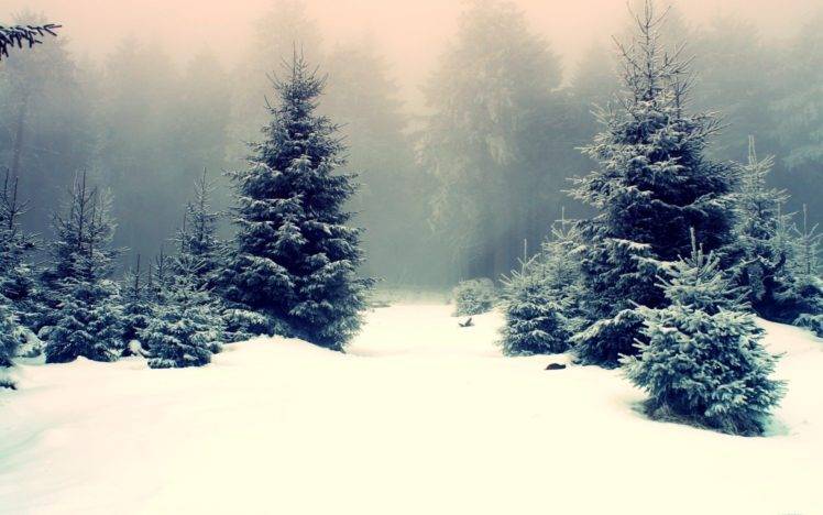 nature, Landscape, Winter, Snow, Trees, Pine trees, Forest, Mist HD Wallpaper Desktop Background