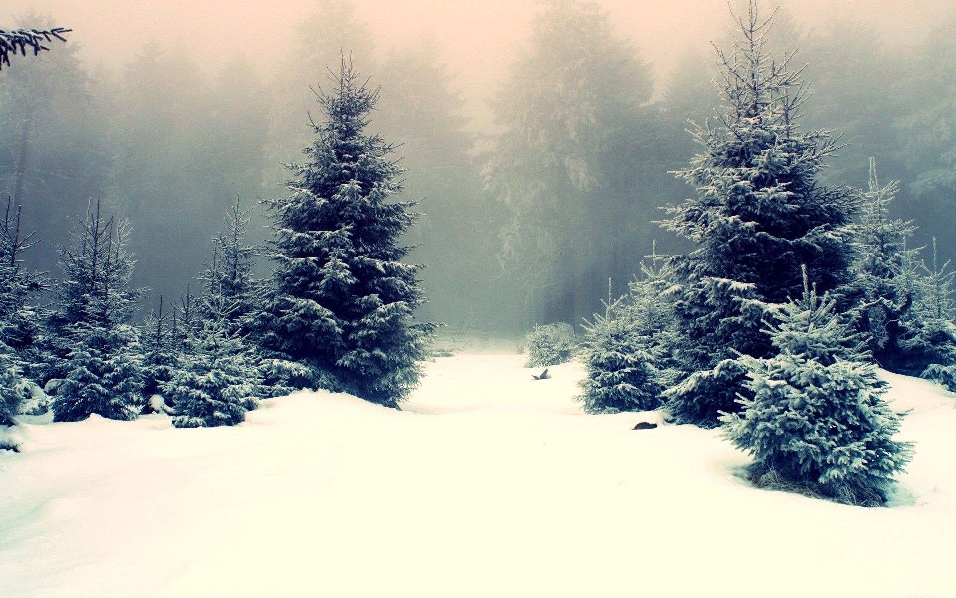 nature, Landscape, Winter, Snow, Trees, Pine trees, Forest, Mist Wallpaper